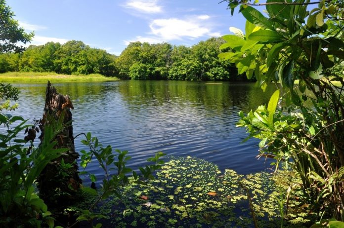 Orçamento do meio ambiente no Brasil é o menor dos últimos 5 anos