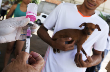 VACINAÇÃO | GDF imunizou mais de 140 mil cães e gatos contra raiva em três dias de campanha