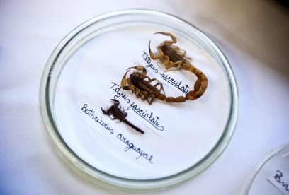 Limpeza adequada ainda é a melhor prevenção contra escorpiões