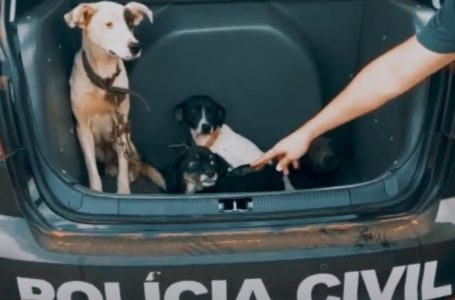 LUZIÂNIA | Polícia encontra cães abandonados em chácara