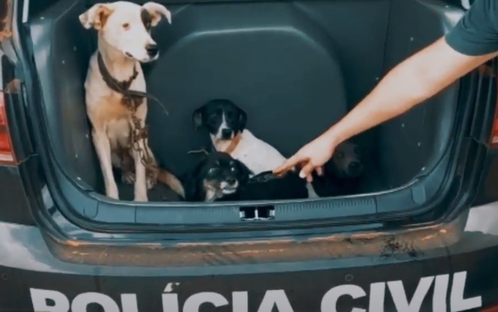 LUZIÂNIA | Polícia encontra cães abandonados em chácara