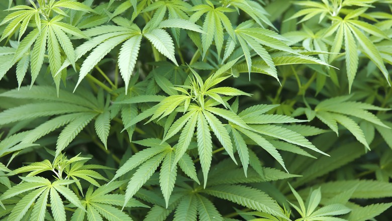SÓ FALTAVA ESSA | Estudo canadense diz que maconha pode ajudar no tratamento contra o coronavírus