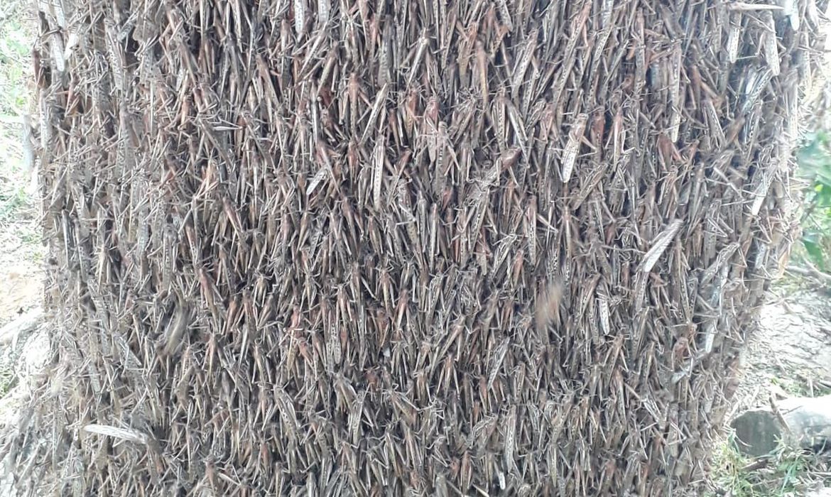 ESTADO DE ALERTA | Argentinos estão monitorando nuvem de gafanhotos