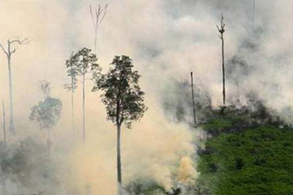TRISTE REALIDADE | Em um ano, desmatamento cresceu 29% na Amazônia