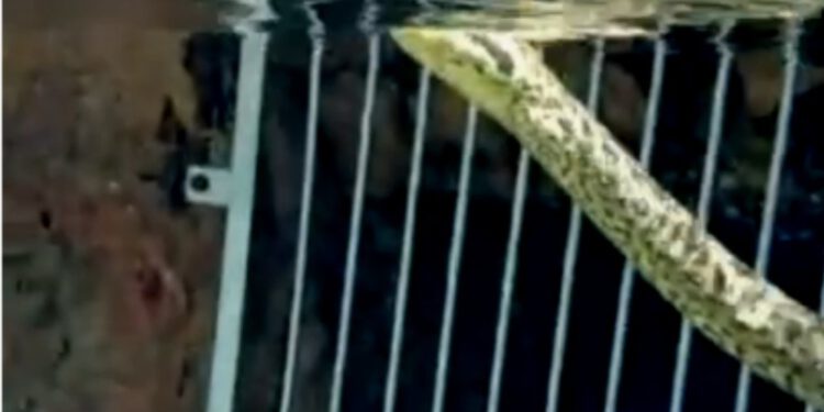 ASSISTA AO VÍDEO | Cobra sucuri surge ao lado de criança em resort no Rio Quente