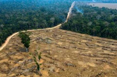 MEIO AMBIENTE IGNORADO | Governo Bolsonaro ignora combate ao desmatamento em plano de Estratégia Federal de Desenvolvimento