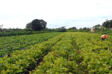 DÍVIDA ATIVA | Pequenos produtores rurais podem renegociar com a União até 29 de dezembro