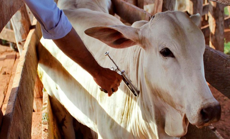 JÁ EM 2022 | Goiás quer a suspensão da vacina contra febre aftosa