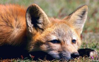 O FINO DA POLÍTICA | Atenção, Brasília! Cuidado com o político-raposa que usa pele de carneiro para esconder sua verdadeira face