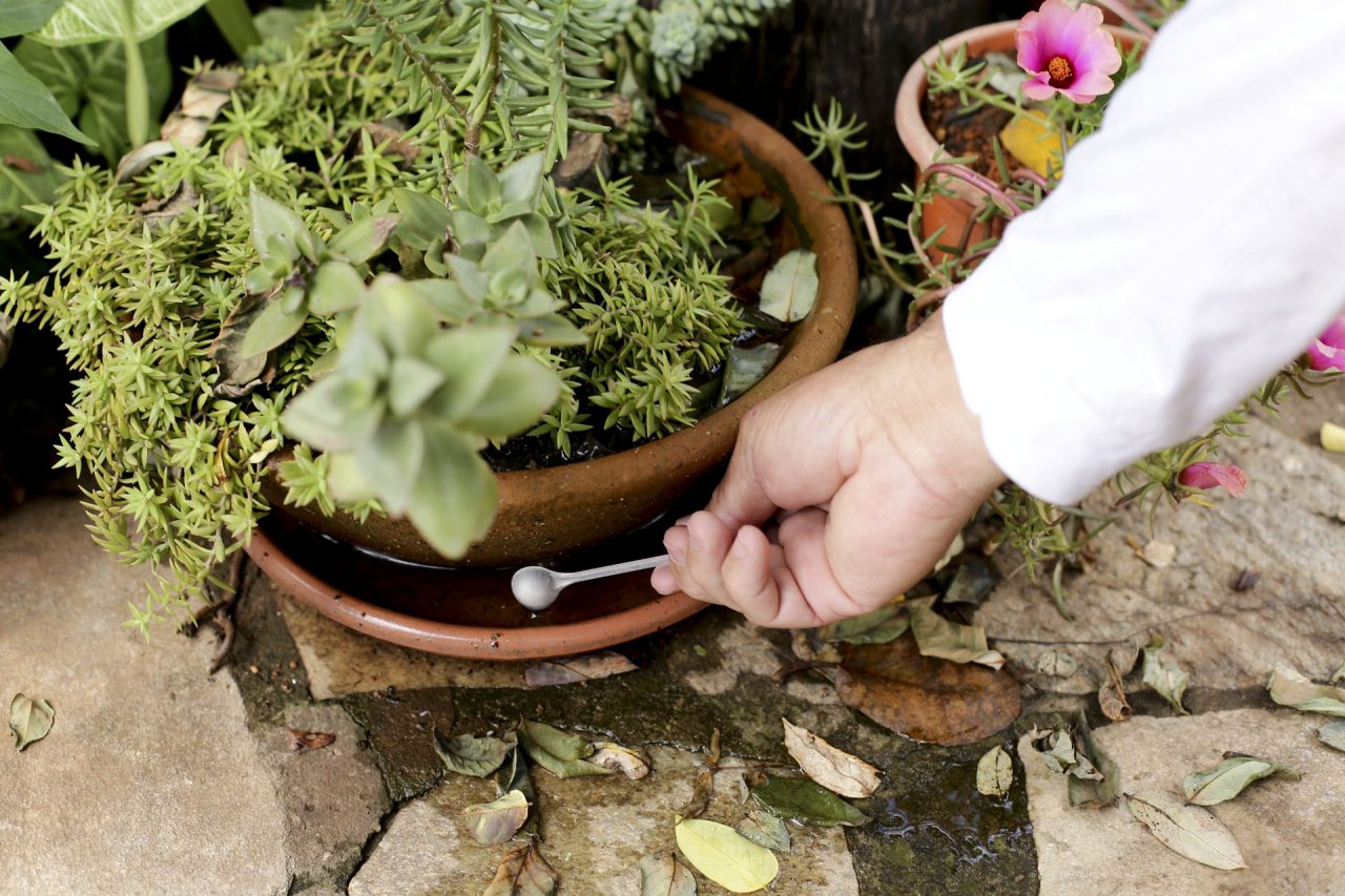 DENGUE NO DF | Casos da doença seguem em queda em comparação a 2020