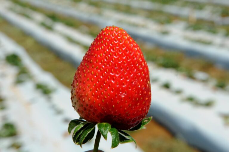 COM A VOLTA DO PÚBLICO | Festa do Morango começa no próximo fim de semana em Brazlândia