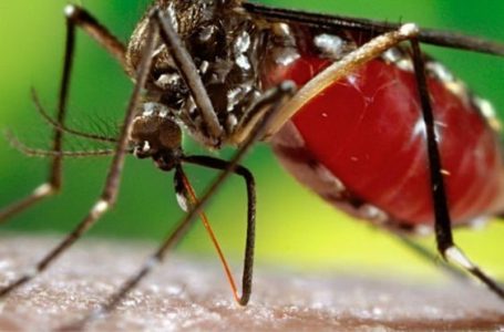 CUIDADO COM O MOSQUITO | Saúde de Goiás alerta para prevenção à dengue, zika e chikungunya