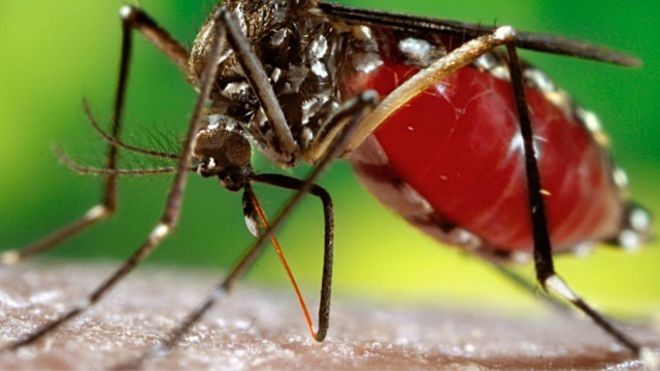 CUIDADO COM O MOSQUITO | Saúde de Goiás alerta para prevenção à dengue, zika e chikungunya