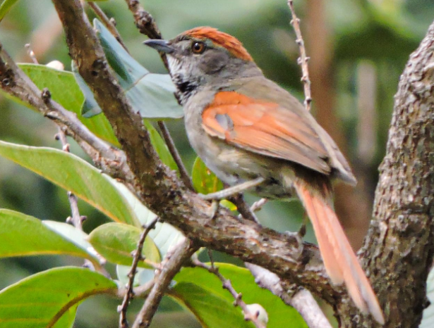 ENCONTRO ONLINE | Novo regulamento com procedimentos para o estudo da fauna no DF será apresentado ao público