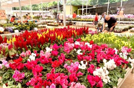 BRASFLORES | Empresa familiar se torna referência no DF como distribuidora de flores e plantas ornamentais