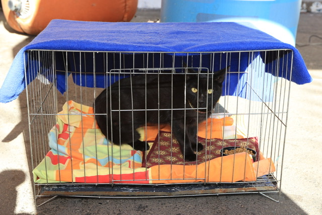 VACINAÇÃO CONTRA A RAIVA | GDF realiza campanha de imunização de cães e gatos no Parque da Cidade e em outros 65 locais neste sábado (27)