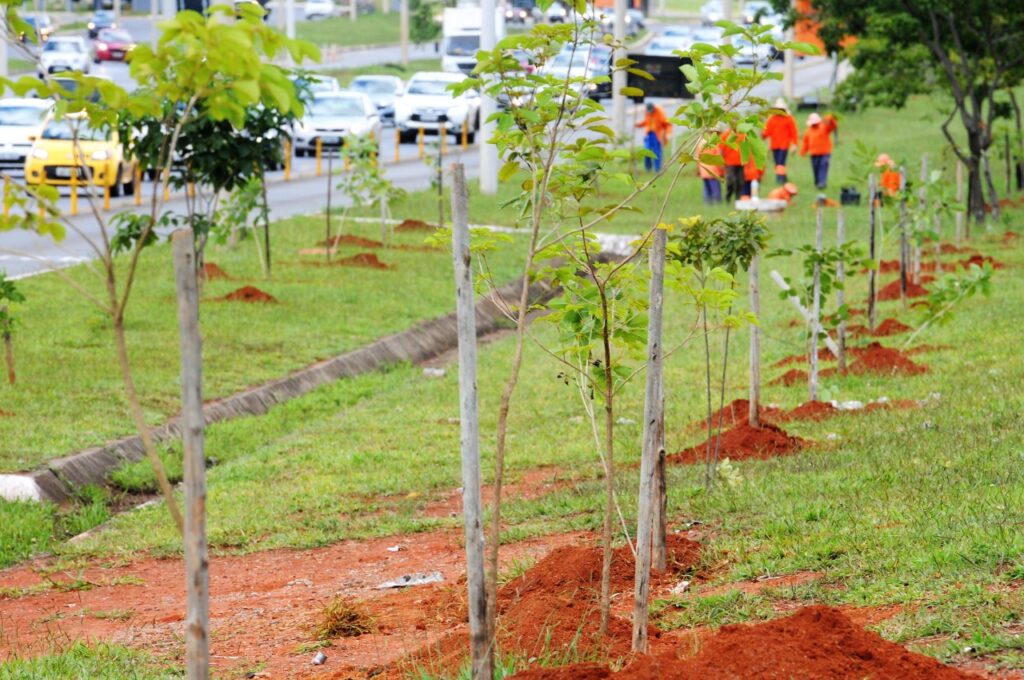 PLANO DE ARBORIZAÇÃO | GDF dá início ao plantio de 100 mil mudas nas cidades da capital federal