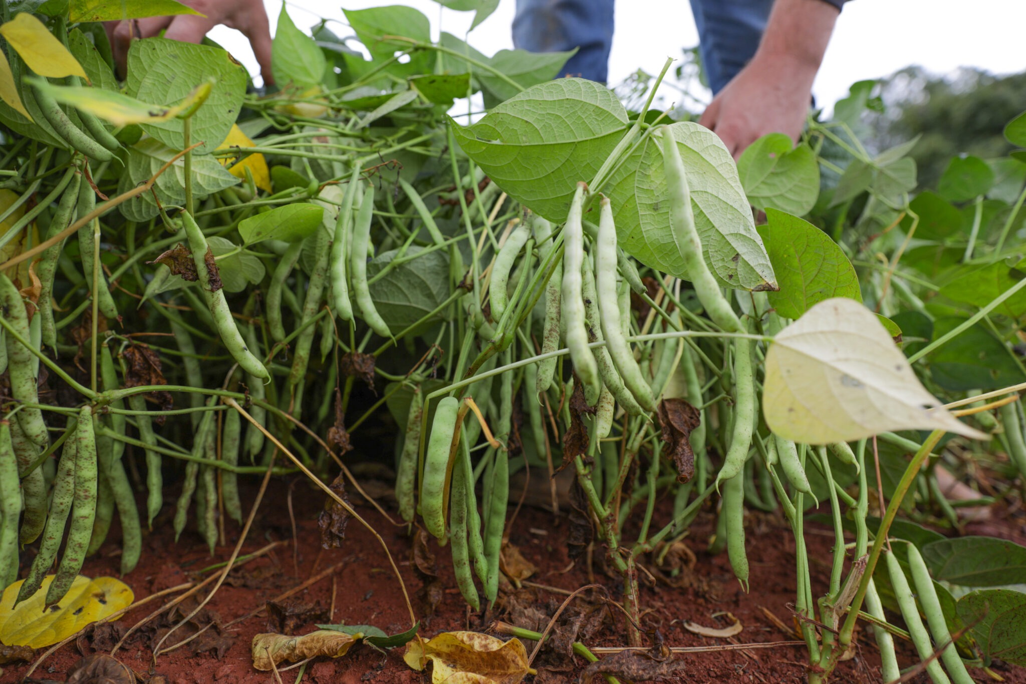 AUMENTO DA SAFRA | Produção de feijão no DF é a maior em três anos