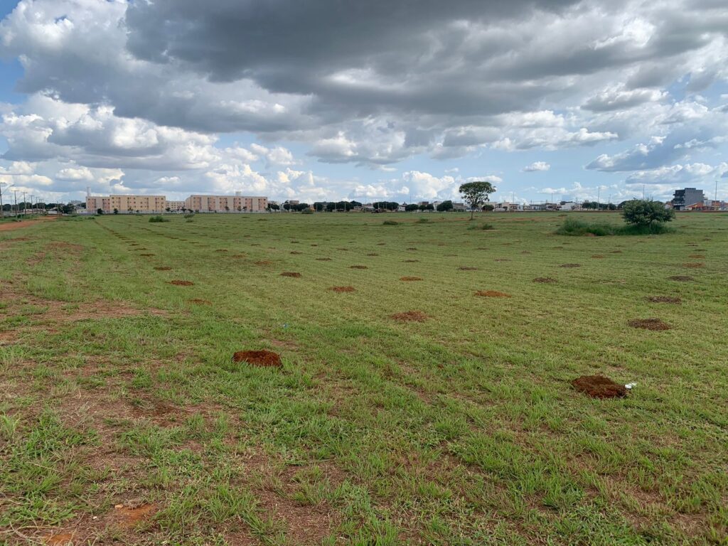CARNAVAL AMBIENTAL | Ação no Parque do Riacho Fundo planta 17 mil mudas