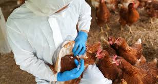 GRIPE AVIÁRIA | OMS confirma que chinesa de 56 anos é a primeira vítima da doença