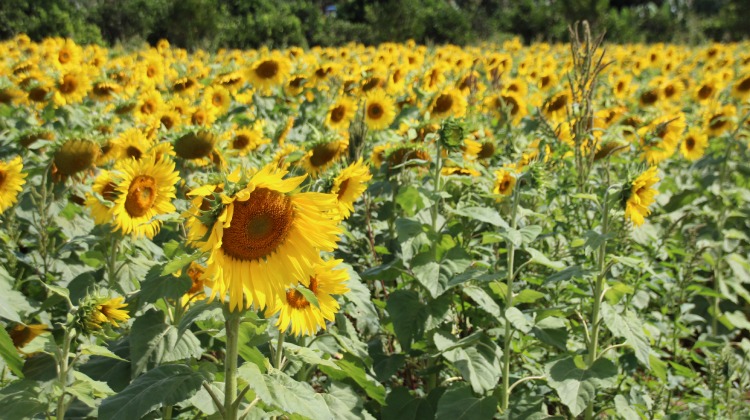CIRCUITO DA FLORICULTURA | Emater-DF vai orientar produtores de flores do DF durante AgroBrasília para criar cenários para passeios turísticos