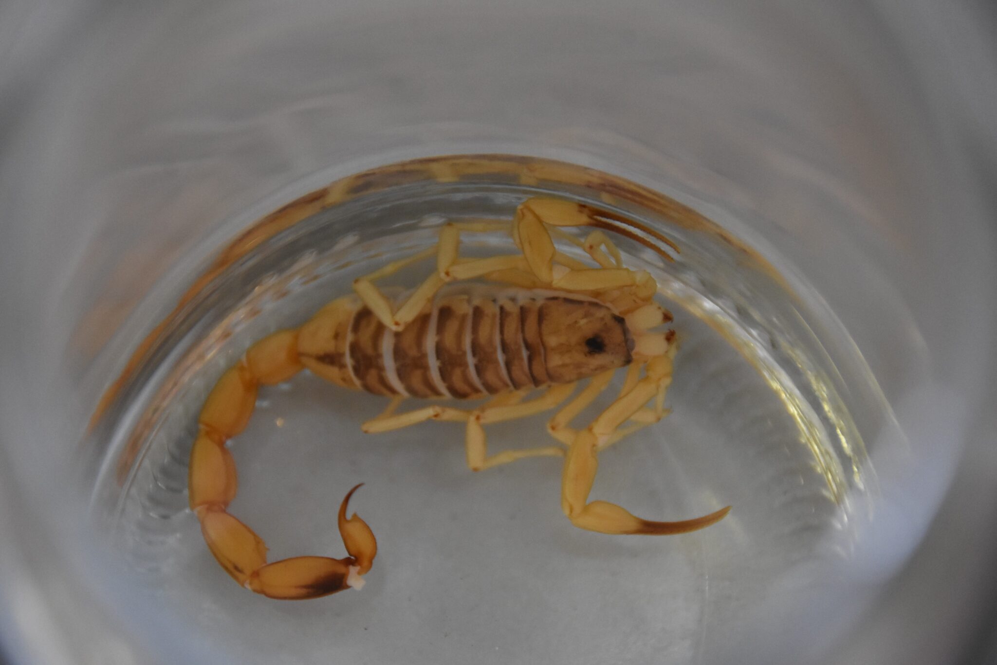 ACIDENTES COM ESCORPIÕES | DF registra aumento de 45% nas ocorrências envolvendo o animal