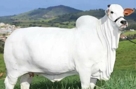 AVALIADA EM R$ 21 MILHÕES | Vaca da raça nelore de Goiás é considerada a mais cara do mundo