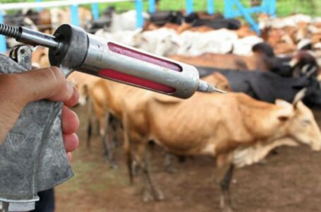 TERMINA DIA 25 DE JUNHO | Governo de Goiás prorroga prazo para pecuaristas vacinar rebanho contra raiva