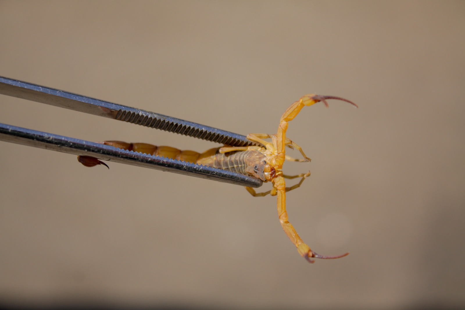 CUIDADO COM ANIMAIS PEÇONHENTOS | Rede de atendimento a acidentes com escorpiões e aranhas tem 11 unidades no DF