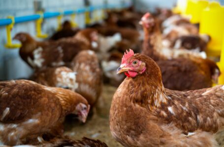 GRIPE AVIÁRIA | Cientistas alteram DNA de galinhas que se tornam mais resistentes ao vírus