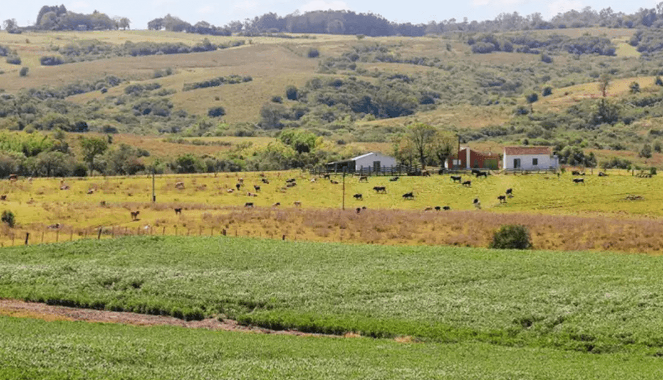 BIOMA AMEAÇADO | Pampa sofre com rápido desaparecimento de sua fauna e flora