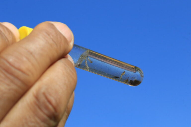 PARA ENFRENTAR A DENGUE | GDF decreta situação de emergência na saúde