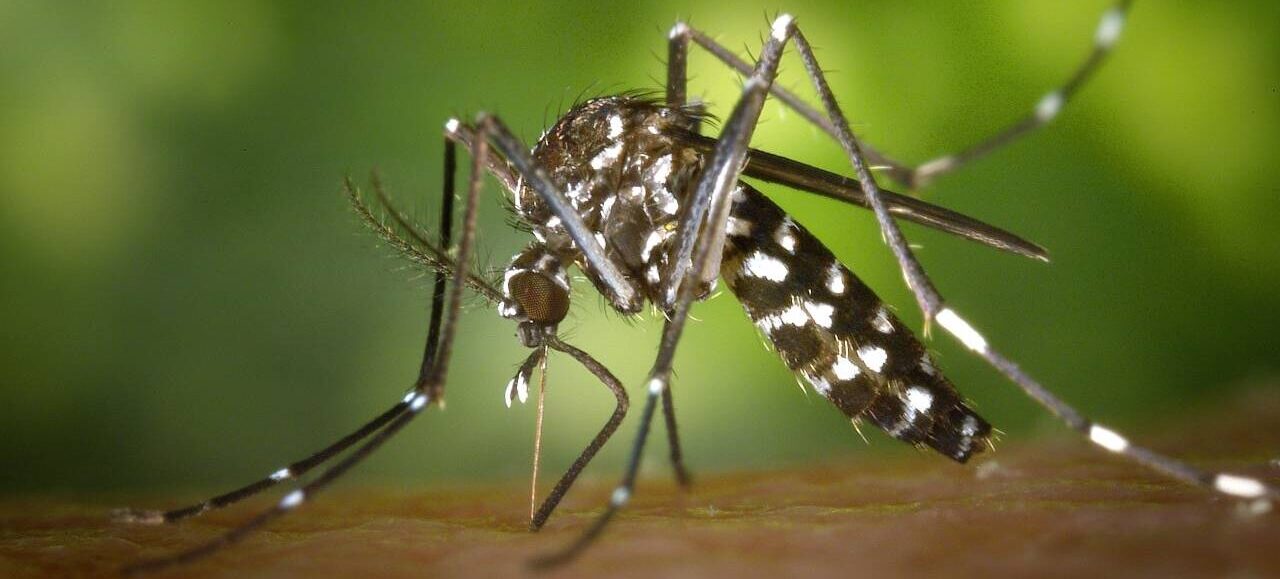 DENGUE NO BRASIL | Casos da doença aumentam 40% no País entre julho e janeiro