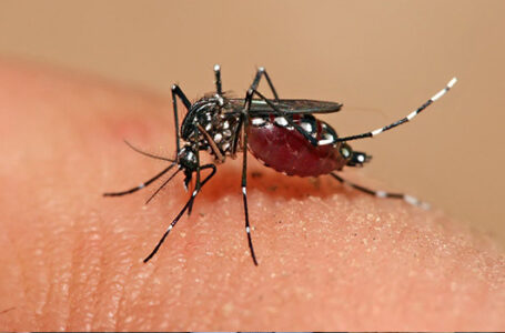 ONDA DE CALOR PREJUDICA | Pesquisa constata que dengue avançou nas regiões Centro-Oeste e Sudeste