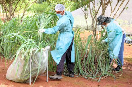 MUTIRÃO DA SAÚDE | Profissionais da rede pública são capacitados para produzir repelente caseiro contra a dengue