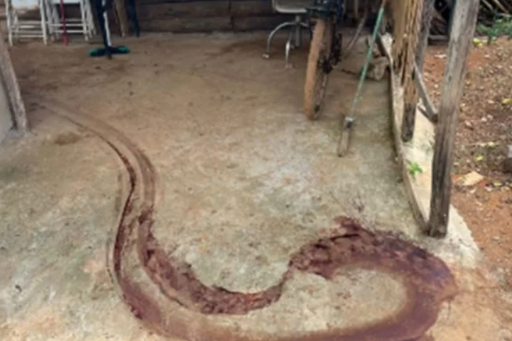 ABATEDOURO CLANDESTINO | PM prende suspeito de furtar porcos do patrão em granja perto de Cristalina