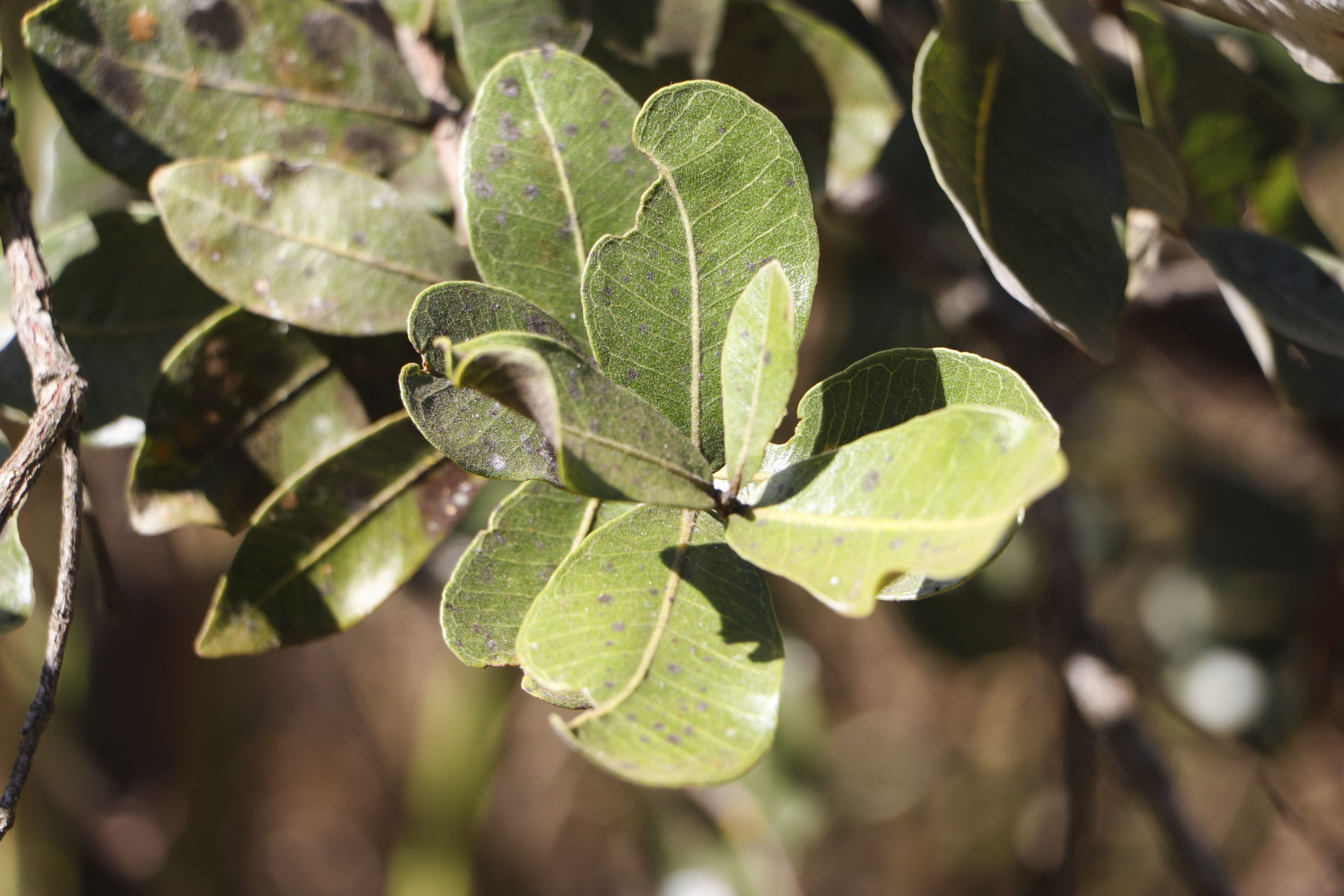 TRATAMENTO DE DIABETES | Unidades de conservação do DF auxiliam pesquisa que estuda eficácia de plantas do cerrado na prevenção e controle da doença