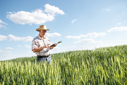 APOIO AO SETOR RURAL | BRB segue líder na concessão de créditos para produtores do DF