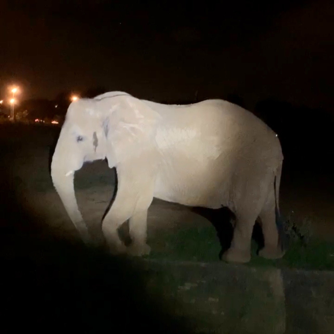 ZOO NOTURNO | Estão abertas as inscrições para visitação em setembro