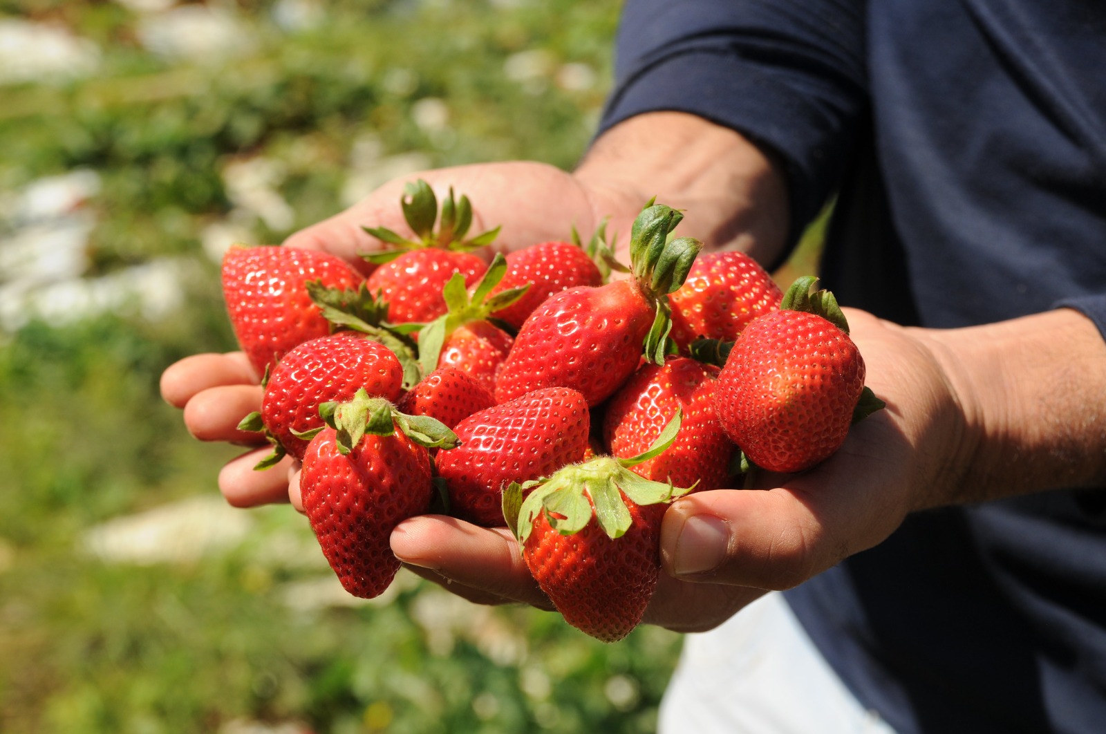 ‘MADE IN BRAZLÂNDIA’ | DF é responsável por 20% da exportação nacional de morangos para Portugal e Panamá