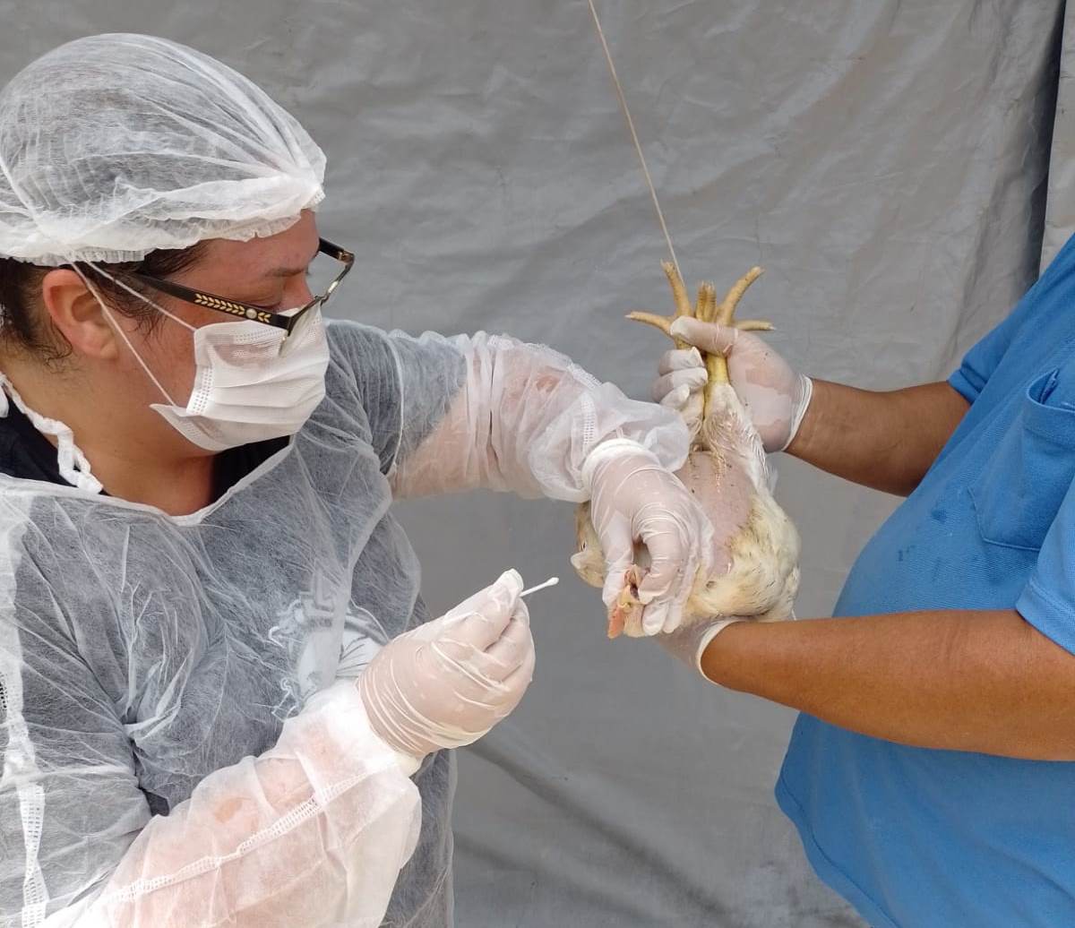 POR MEDIDA DE SEGURANÇA | Governo de Goiás decreta emergência zoossanitária preventiva contra a gripe aviária