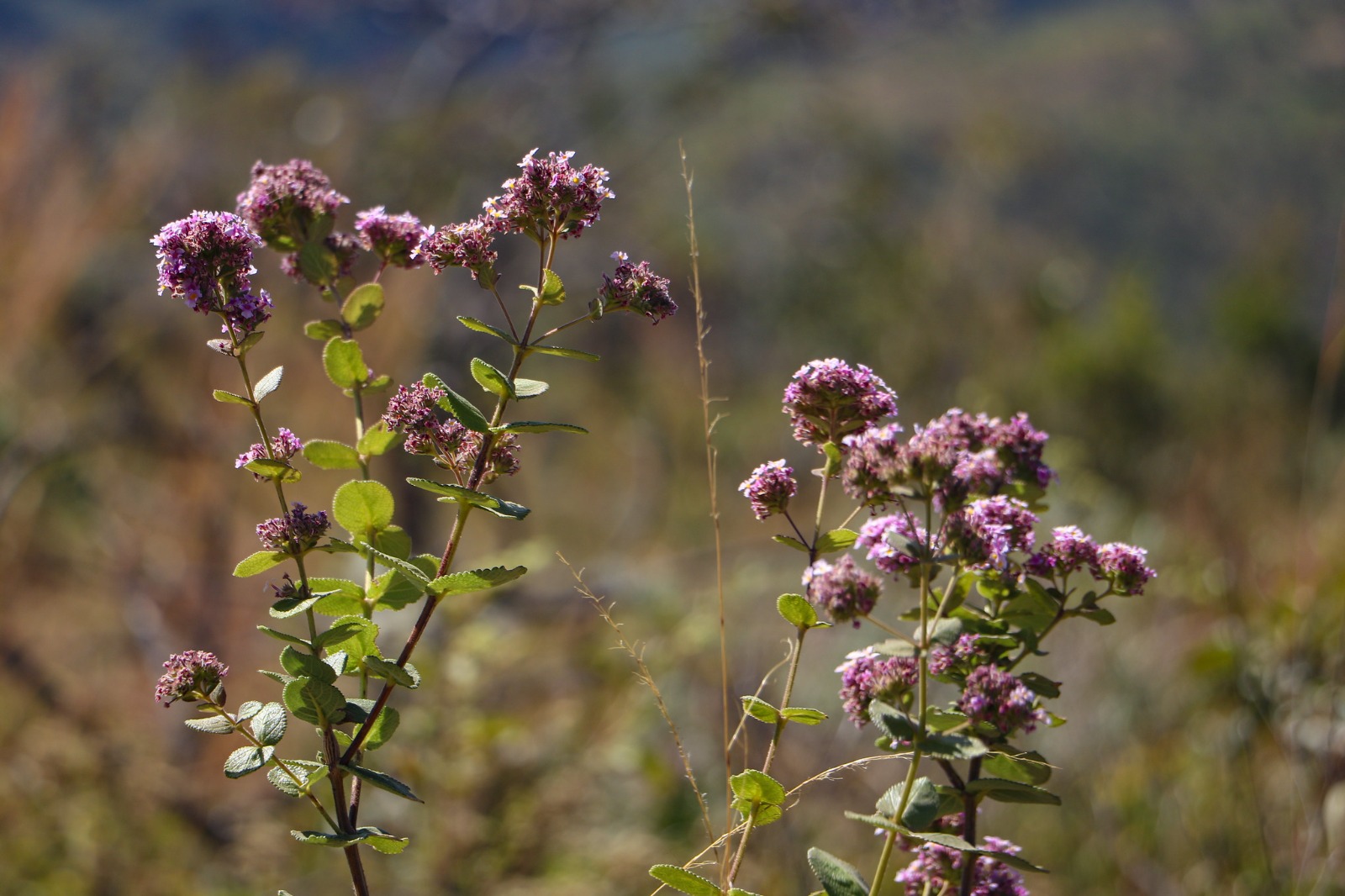 REDUÇÃO HISTÓRICA | DF registra queda de 95,1% no desmatamento do cerrado em 2024