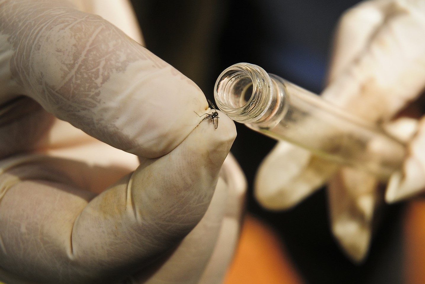 COMBATE À DENGUE | GDF vai usar mosquitos modificados em laboratório que ajudam a reduzir a transmissão da doença