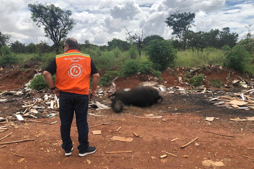 Recolhimento de animais mortos: veja como funciona o serviço oferecido pelo GDF