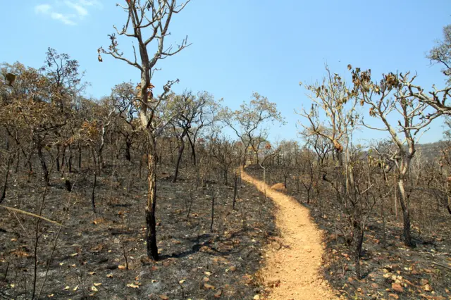 Sob forte ameação: Em 40 anos, Cerrado brasileiro perdeu 28% de vegetação nativa, aponta MapBiomas
