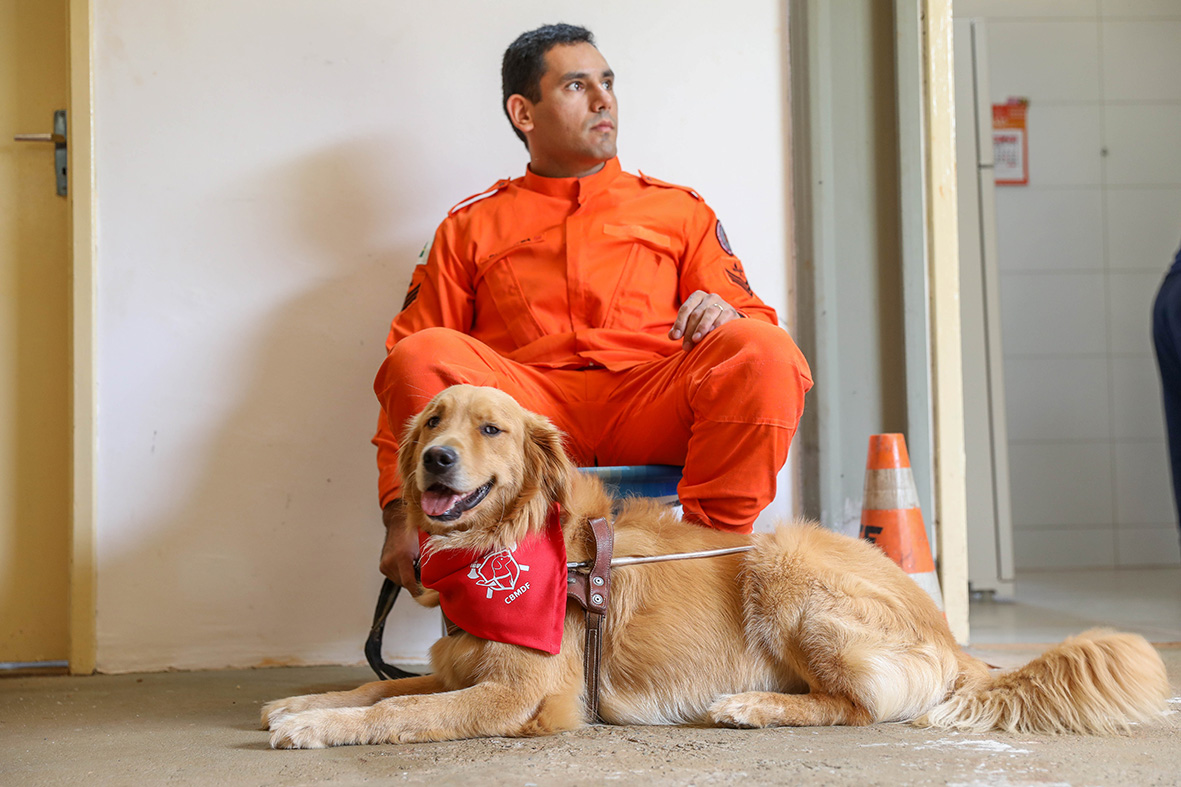 Corpo de Bombeiros do DF busca famílias para socialização de filhotes do projeto de cães-guia