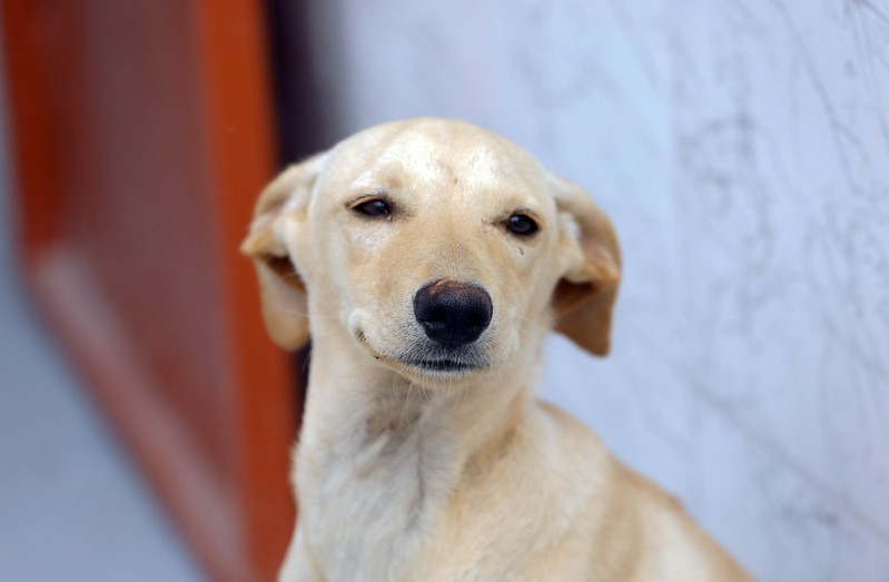 Cartões Ração e Castração: BRB começa a distribuir e pagar auxílio de programa do GDF