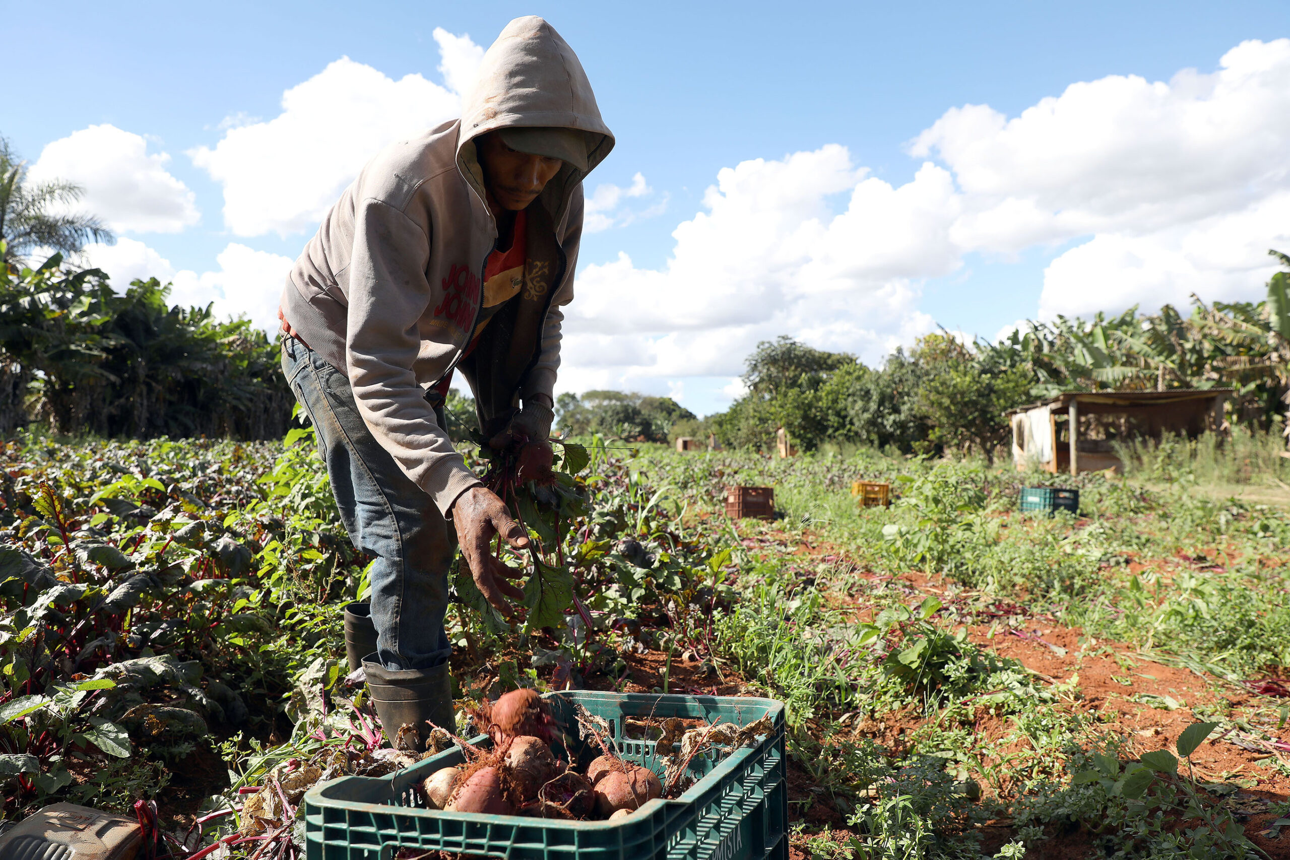 Agricultura familiar: produtores do DF ampliam venda de alimentos para merenda escolar e movimentam mais de R$ 180 milhões