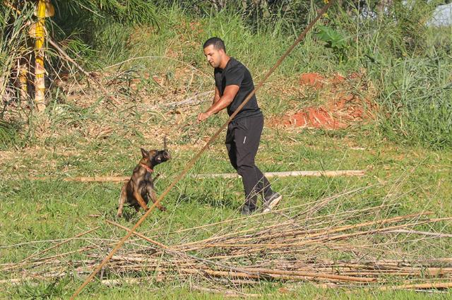 Cachorros policiais do BPCães ganham protagonismo na segurança pública com atuação estratégica no DF