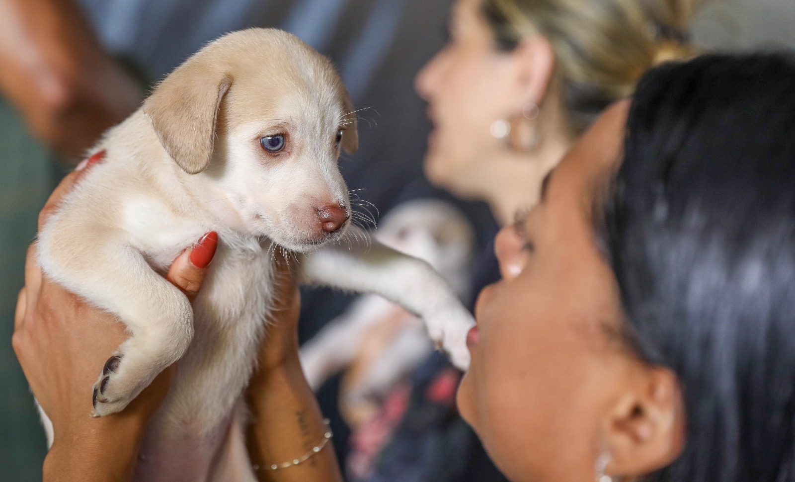 DF abre 1,8 mil vagas para castração gratuita de cães e gatos